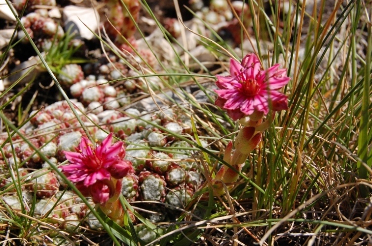 Sempervivum arachnoideum